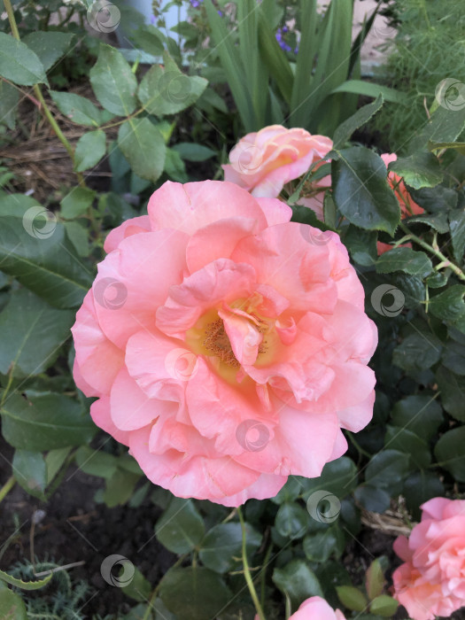 Скачать Фотография цветка розовой розы фотосток Ozero