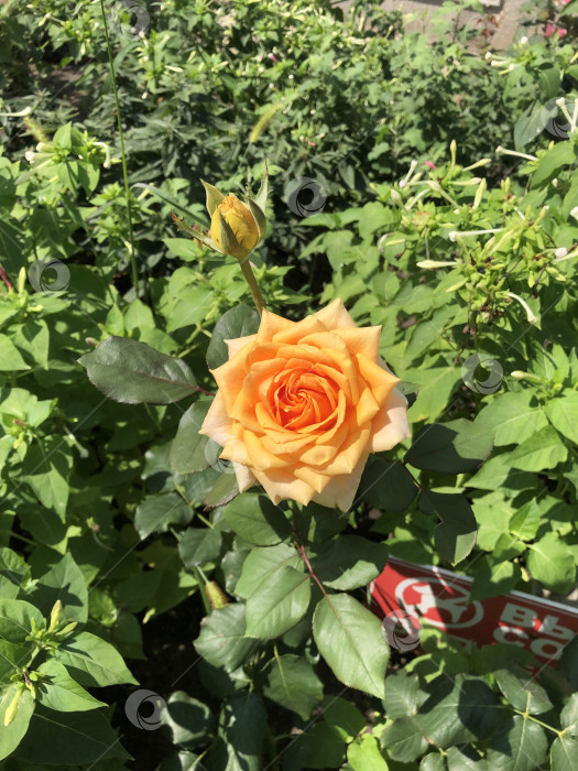 Скачать Фотография цветка розы фотосток Ozero
