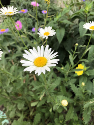 [object Object] undefined