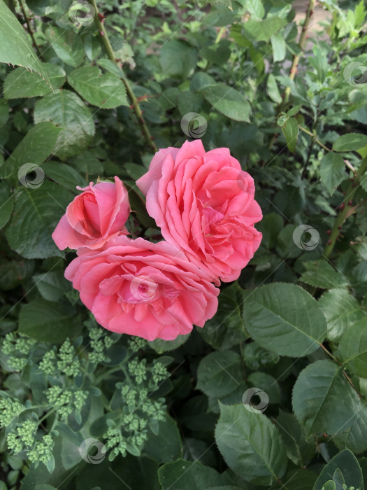 Скачать Розовые розы фото фотосток Ozero