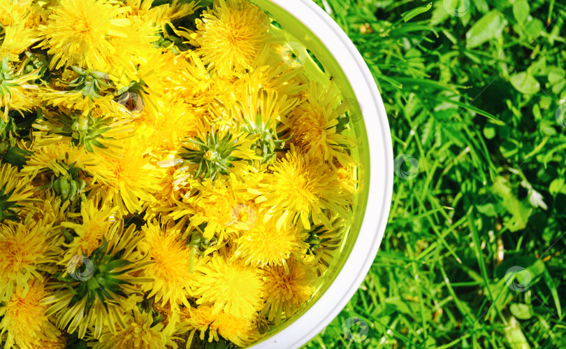 Скачать соберите желтые цветы одуванчика в пластиковую корзину на зеленой траве фотосток Ozero