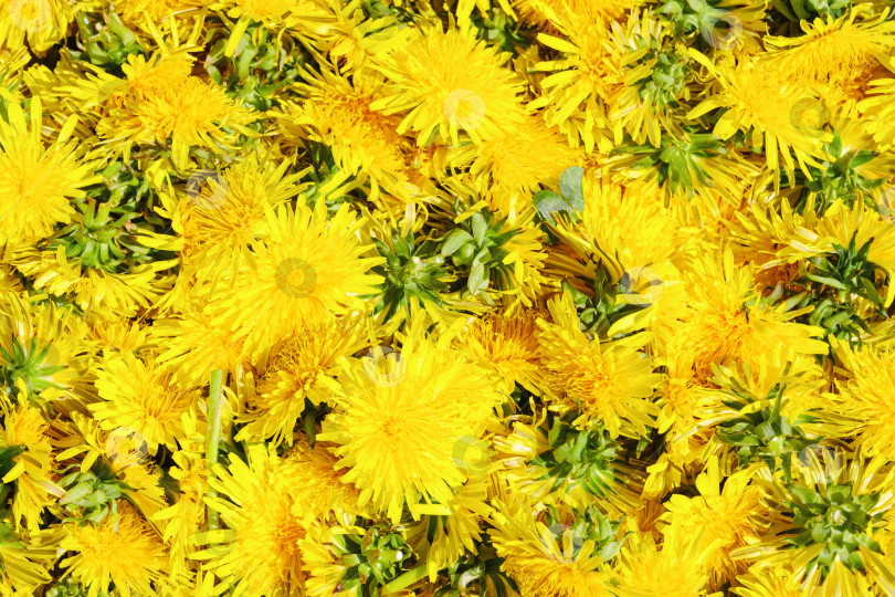 Скачать собирайте желтые цветы одуванчика крупным планом фотосток Ozero