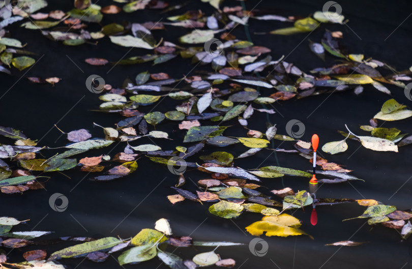 Скачать плывут по воде и опавшие осенние листья фотосток Ozero