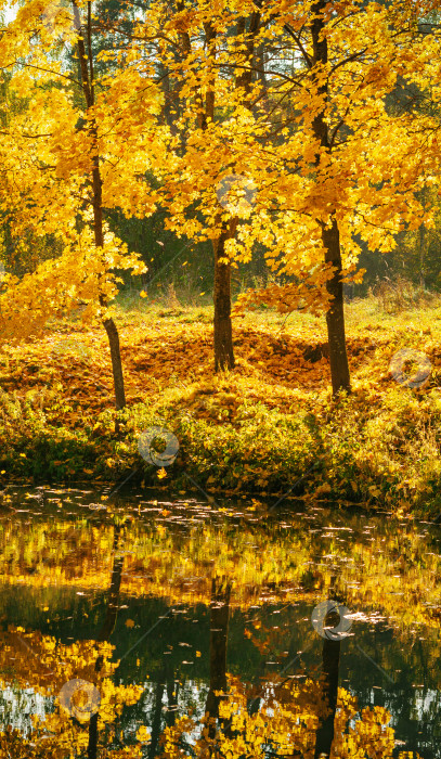 Скачать деревья с осенней желтой листвой на берегу пруда фотосток Ozero