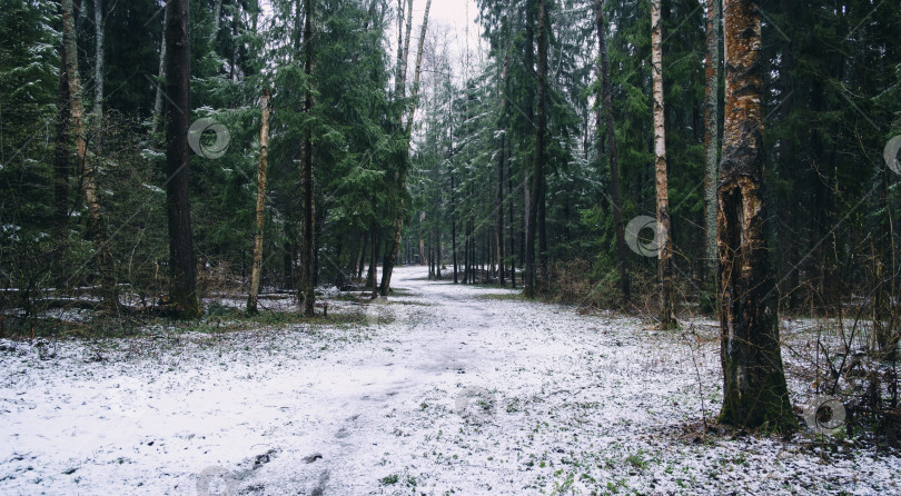 Скачать заснеженная тропинка в весеннем лесу среди хвойных деревьев фотосток Ozero