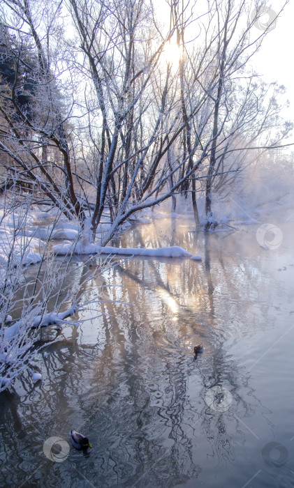 Скачать река зимним утром и стволы деревьев, торчащие из воды фотосток Ozero