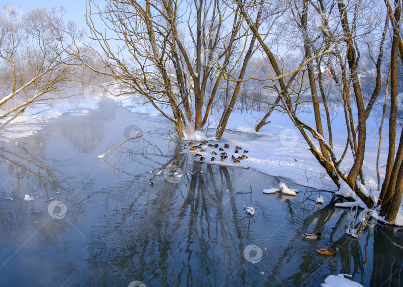 Скачать река зимним утром, стволы деревьев, торчащие из воды, и утки на берегу фотосток Ozero