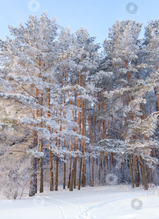 Скачать стволы хвойных деревьев в зимнем лесу фотосток Ozero