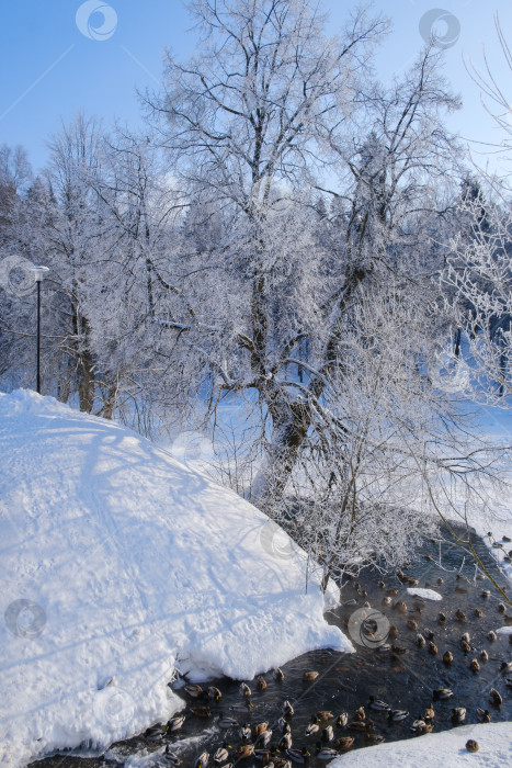 Скачать дерево, покрытое инеем, и небольшая речка с утками зимой фотосток Ozero