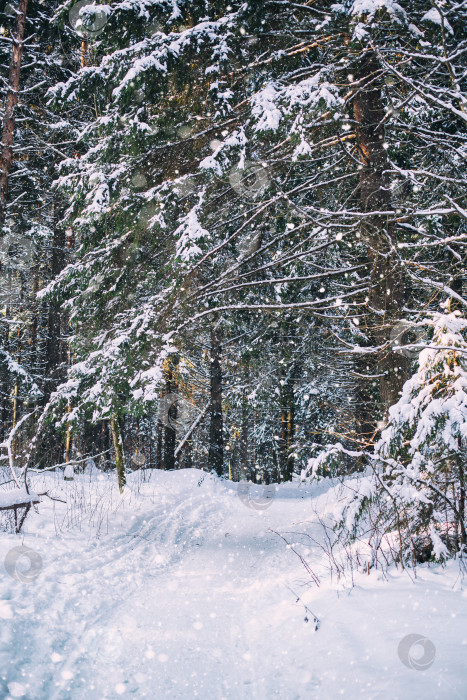 Скачать стволы хвойных деревьев в зимнем лесу и падающий снег фотосток Ozero