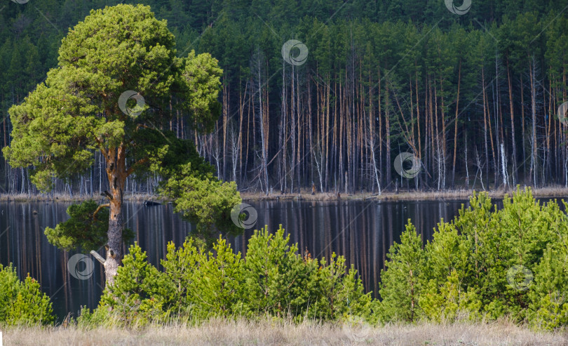 Скачать большая зеленая сосна на берегу реки и сосновый лес фотосток Ozero