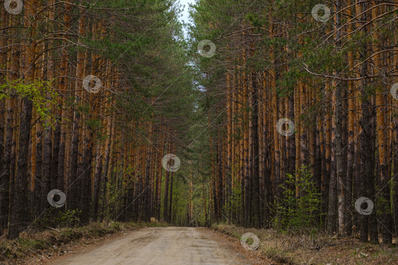 Скачать дорога в сосновом лесу весной фотосток Ozero