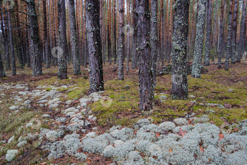 Скачать красивый хвойный лес и мох весной фотосток Ozero