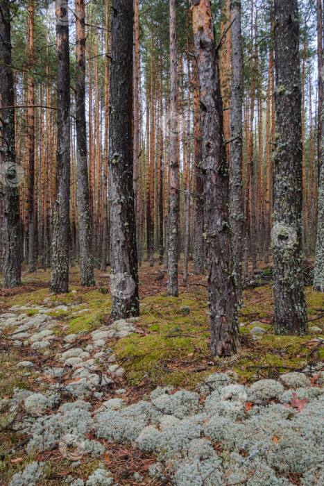 Скачать красивый хвойный лес и мох весной фотосток Ozero