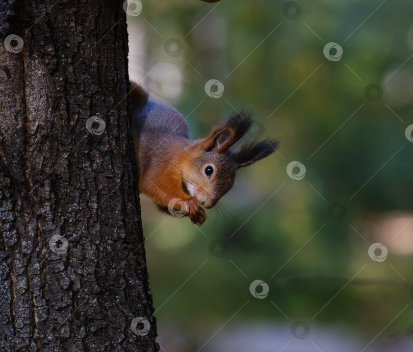 Скачать рыжая белка на дереве в парке фотосток Ozero