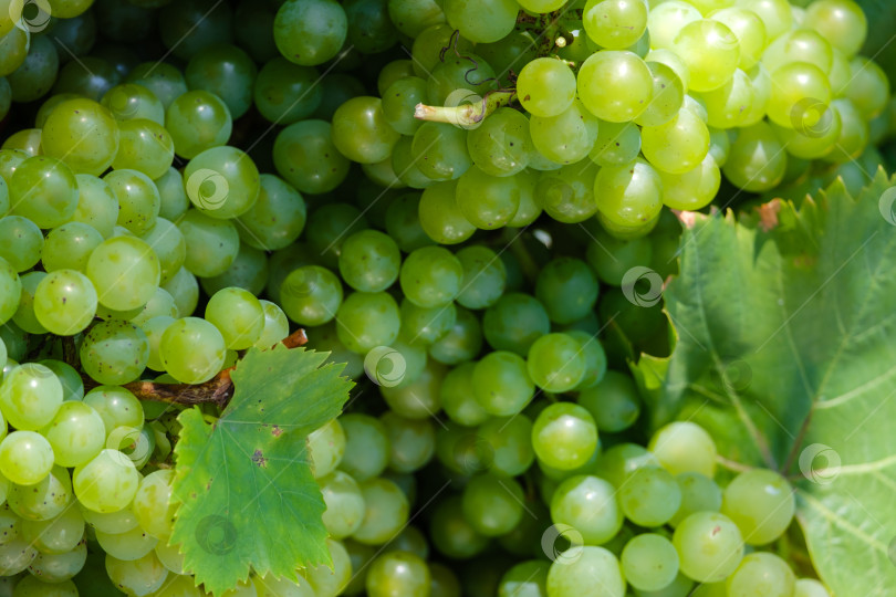 Скачать ягоды красивого спелого зеленого винограда фотосток Ozero