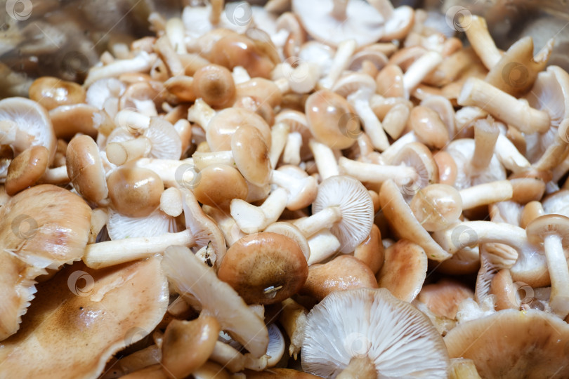Скачать собранные грибы положите в кастрюлю перед приготовлением фотосток Ozero
