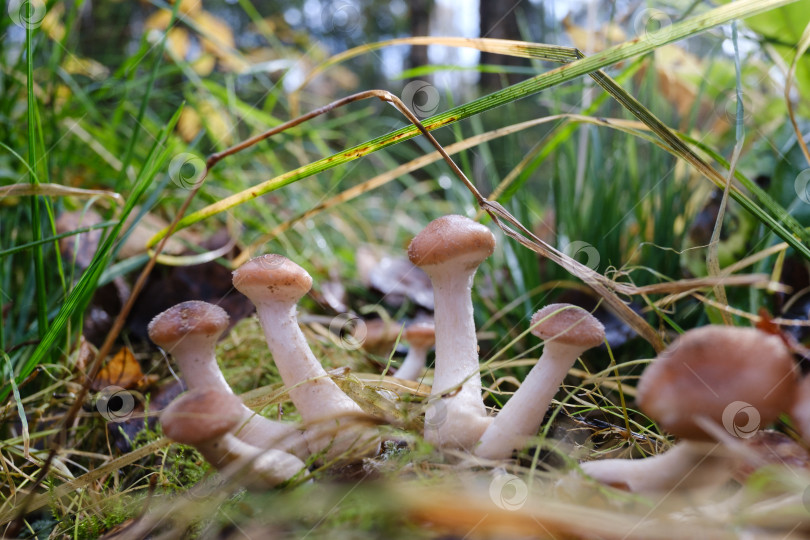 Скачать осенние грибы опята крупным планом на размытом фоне фотосток Ozero