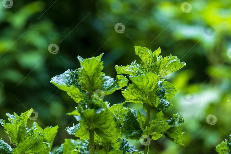 Скачать растущие зеленые листья мяты крупным планом фотосток Ozero