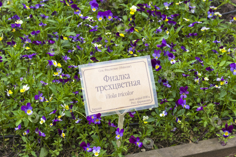 Скачать Клумба с цветущей фиалкой трехцветной в ботаническом саду. фотосток Ozero