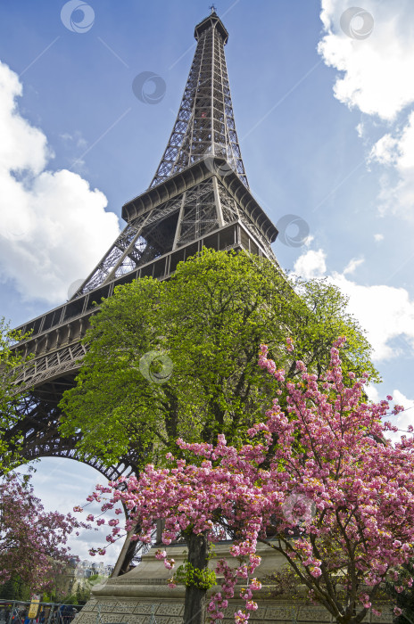 Скачать Цветущее дерево на фоне Эйфелевой башни. фотосток Ozero
