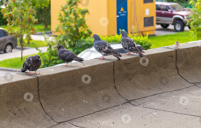 Скачать Голуби и воробей фотосток Ozero