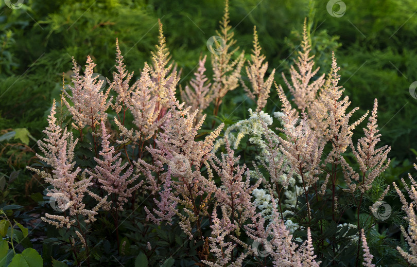 Скачать Розовая пушистая астильба, освещенная солнцем. Естественный фон с цветами и листьями астильбы. фотосток Ozero