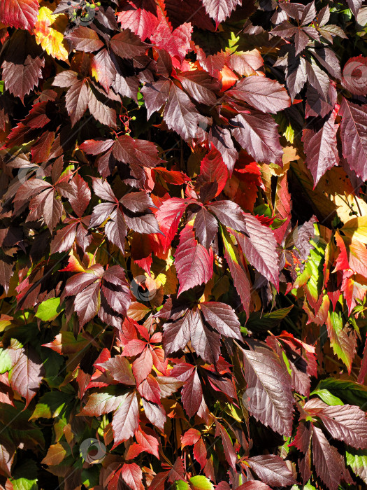 Скачать Осенний бордовый фон из листьев дикого винограда фотосток Ozero