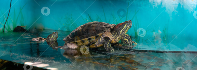 Скачать Черепаха в воде. Красноухий слайдер плавает в воде в аквариуме фотосток Ozero