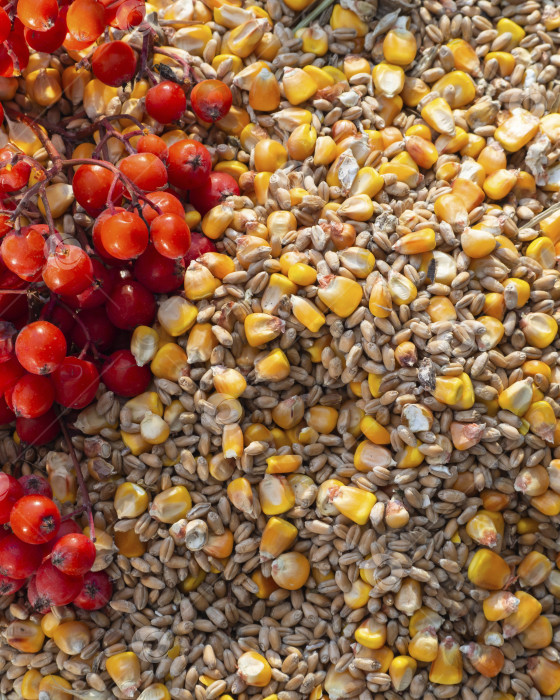 Скачать Осенний фон из зерен пшеницы, кукурузы (маиса) и ягод красной рябины. Богатый урожай - признак сытной зимы. Открытка ко Всемирному дню продовольствия фотосток Ozero