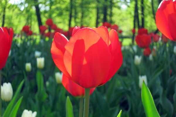 [object Object] undefined