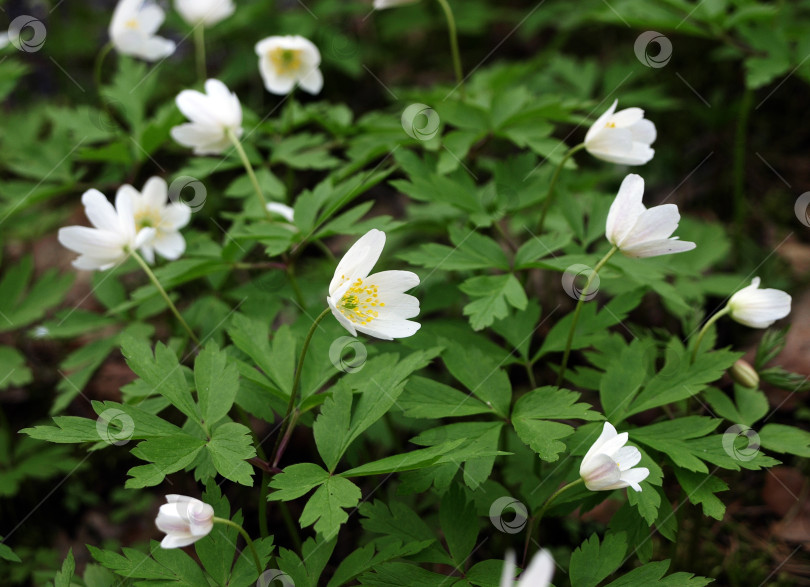 Скачать Цветущая примула европейская древесная анемона (Anemone nemorosa) фотосток Ozero