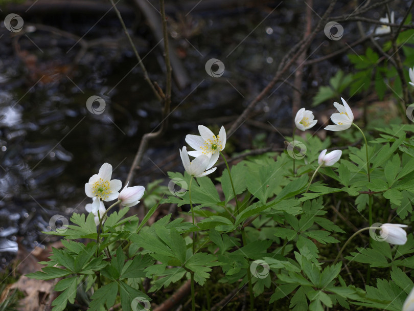 Скачать Цветущая примула европейская древесная анемона (Anemone nemorosa) фотосток Ozero