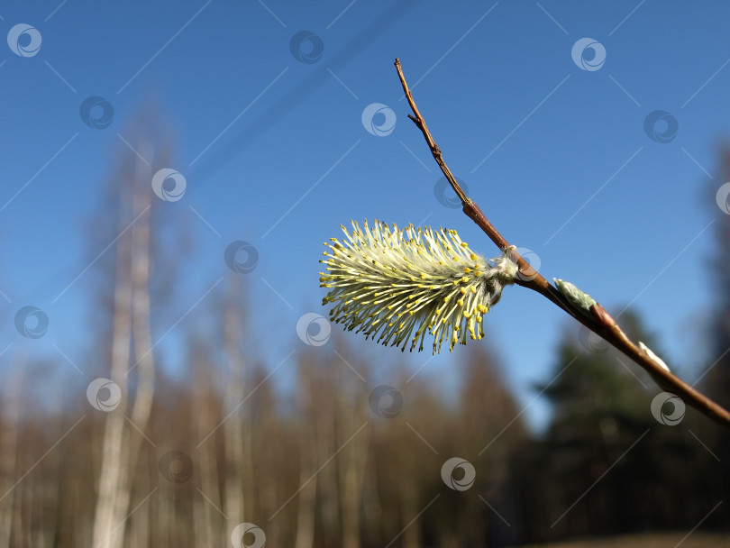 Скачать Желтые пушистые бутоны ивы. Цветок ивы. фотосток Ozero