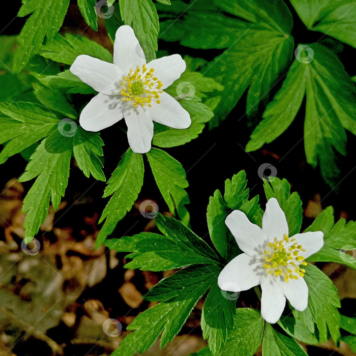 Скачать Ветреница (Anemone nemorósa), белая ветреница, ветреница из белого дуба в лесу фотосток Ozero