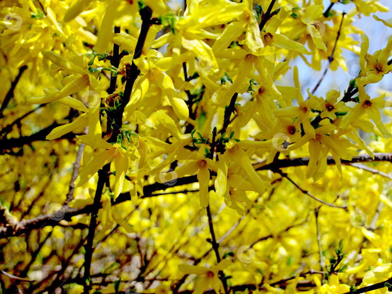 Скачать Ветка цветущей плакучей форзиции или золотистый цветок в форме колокольчика (Forsythia suspensa) фотосток Ozero