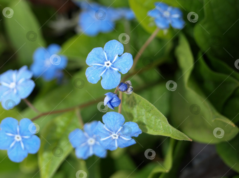 Скачать Голубоглазый весенний цветок Мэри (Omphalodes verna) Голубые маленькие первоцветы фотосток Ozero