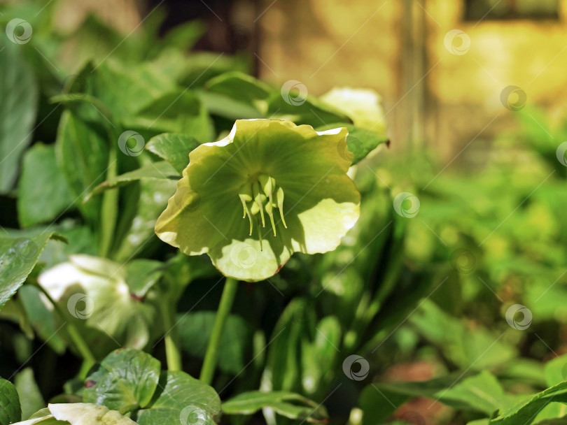 Скачать Бело-зеленый цветок морозника (Christroas rose) или (Helleborus foetidus) в саду фотосток Ozero