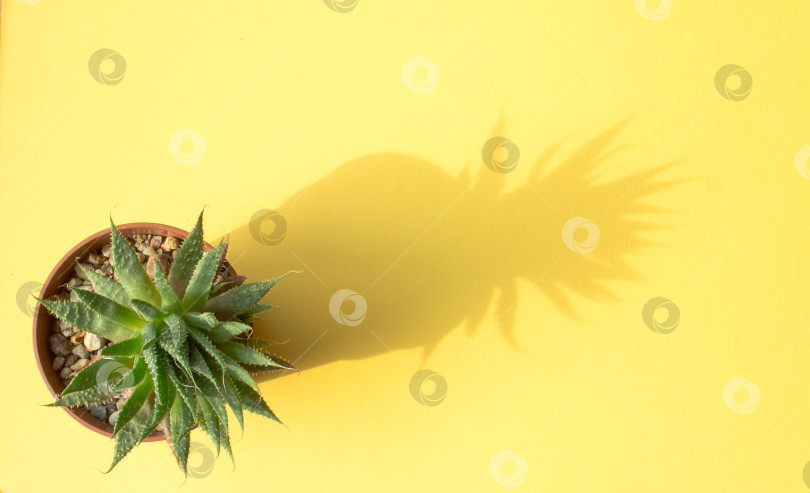 Скачать Зеленое комнатное растение алоэ в коричневом горшке на ярко-желтом фоне фотосток Ozero