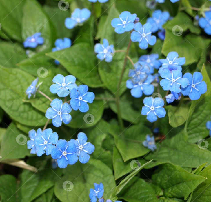 Скачать Голубоглазый весенний цветок Мэри (Omphalodes verna) Голубые маленькие первоцветы фотосток Ozero