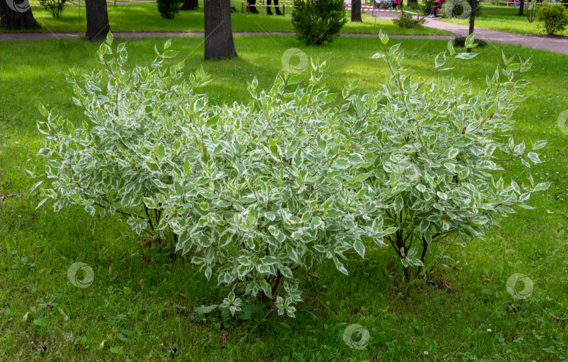 Скачать Декоративный кустарник белой дерены элегантной или Cornus alba. Мягкий и избирательный фокус. Нежные натуральные цвета фотосток Ozero