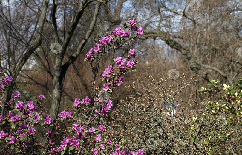 Скачать Рододендрон даурский (лат. Rhododendron dauricum) - листопадный или вечнозеленый кустарник. фотосток Ozero