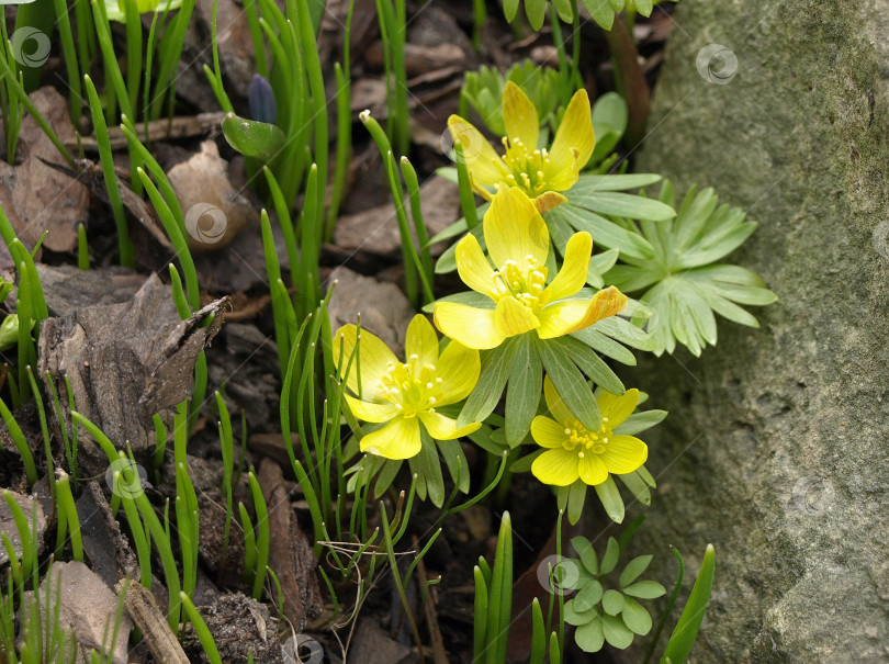 Скачать Желтый цветок Eranthis весенний цветок erantis рядом с голой землей фотосток Ozero