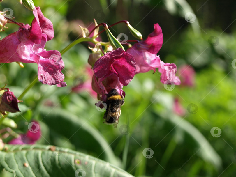 Скачать Цветы Impatiens glandulifera на естественном фоне фотосток Ozero