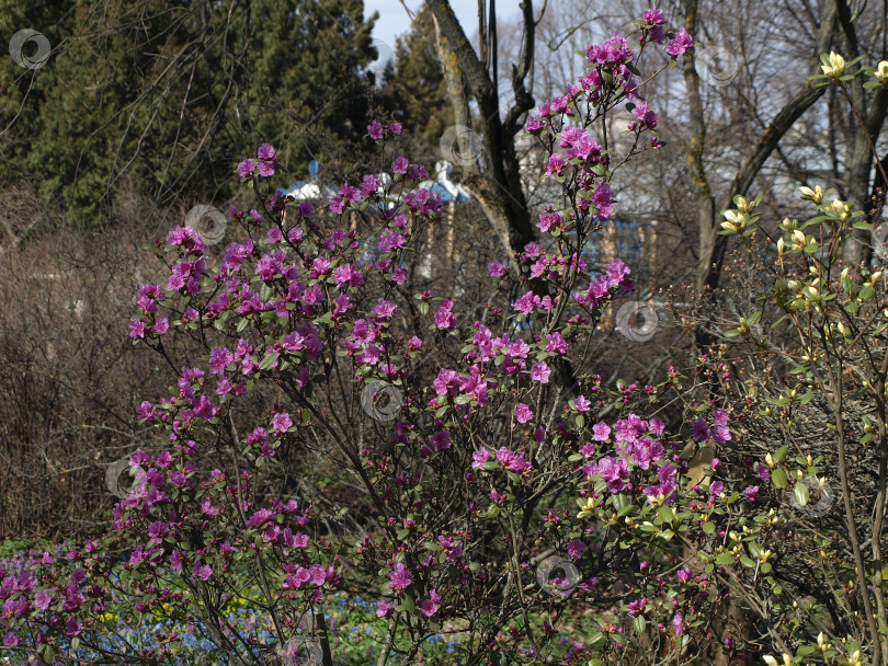 Скачать Рододендрон даурский (лат. Rhododendron dauricum) - листопадный или вечнозеленый кустарник. фотосток Ozero