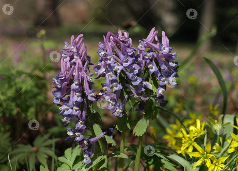 Скачать Голубые цветки весенних первоцветов Corydalis solida близки к corydalis. . Первый весенний цветок, голубой. фотосток Ozero