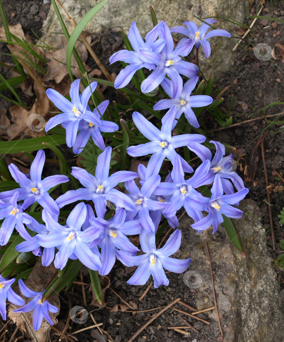 Скачать Первый весенний цветок голубой цветок Хионодокса фотосток Ozero