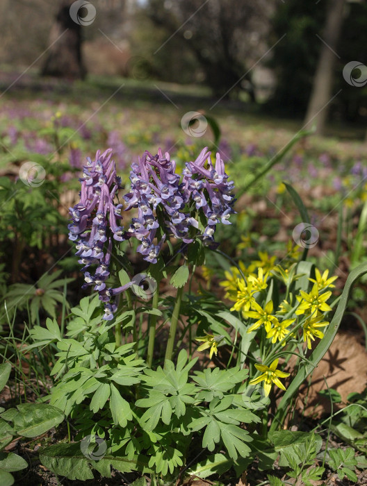 Скачать Голубые цветки весенних первоцветов Corydalis solida близки к corydalis. . Первый весенний цветок, голубой. фотосток Ozero