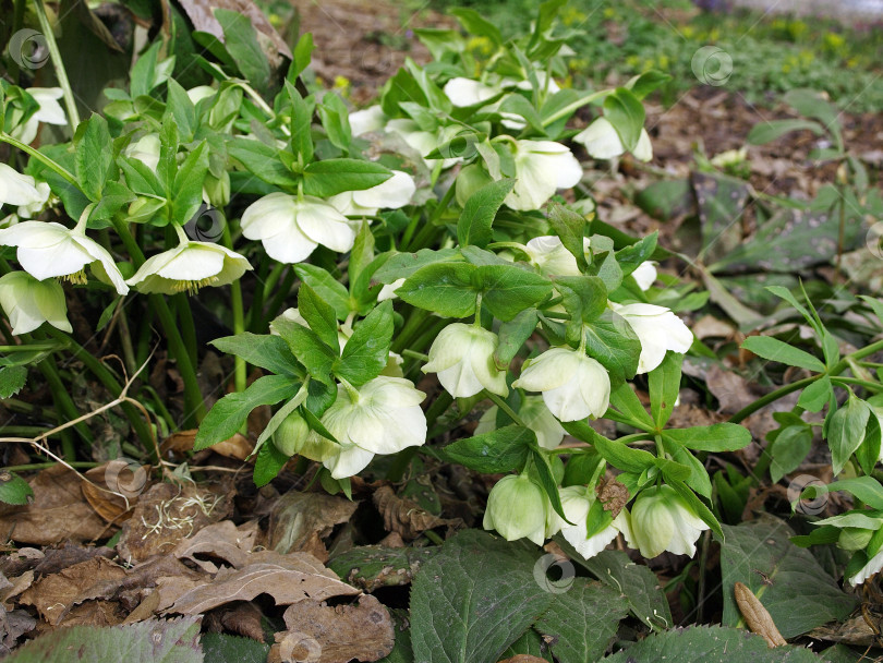 Скачать Бело-зеленый цветок морозника (Christroas rose) или (Helleborus foetidus) в саду фотосток Ozero