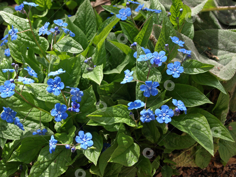 Скачать Голубоглазый весенний цветок Мэри (Omphalodes verna) Голубые маленькие первоцветы фотосток Ozero